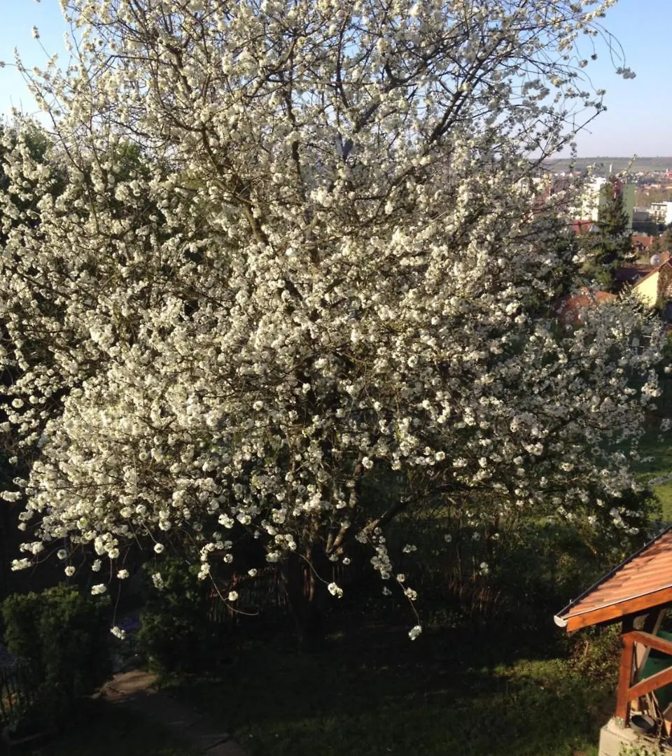 Guest house Hungaria Vendeghaz Hotel Eger Hungary